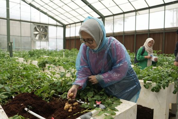 Potensi Besar Kentang Garut Binaan UPLAND untuk Dukung Swasembada Pangan - JPNN.COM