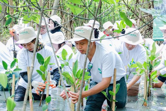 Tanam Mangrove di PIK & Kedonganan, B. Braun Indonesia Rogoh Kocek Ratusan Juta Rupiah - JPNN.COM