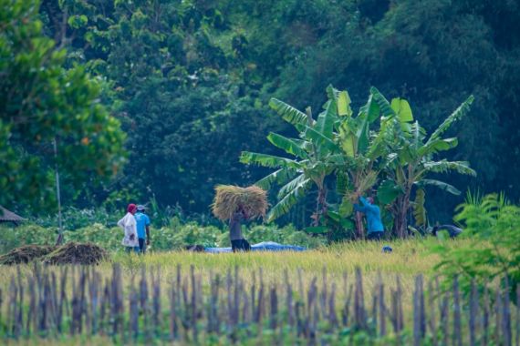 Dukung Program Pemerintah, PIS Dorong Produktivitas Lahan Petani di Sleman - JPNN.COM