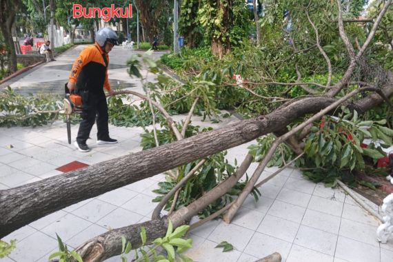 Hujan Deras Disertai Angin Sebabkan 8 Pohon Tumbang di Surabaya - JPNN.COM