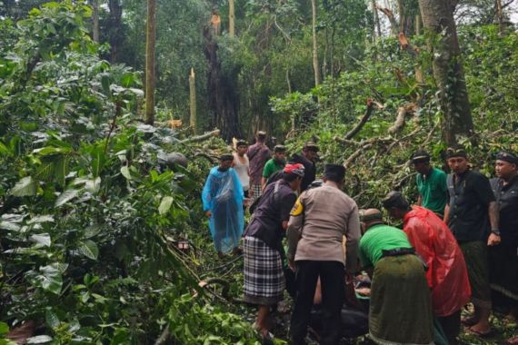 Pohon Tumbang Menewaskan 2 WNA di Ubud - JPNN.COM