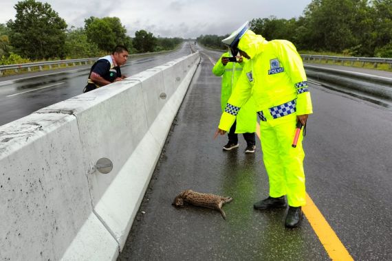 Hewan Dilindungi Macan Akar Mati Terlindas di Tol Dumai-Pekanbaru - JPNN.COM