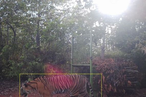 Harimau Sumatra Terekam Kamera di Pesisir Barat Lampung, Melintas Dekat Kandang Jebak  - JPNN.COM