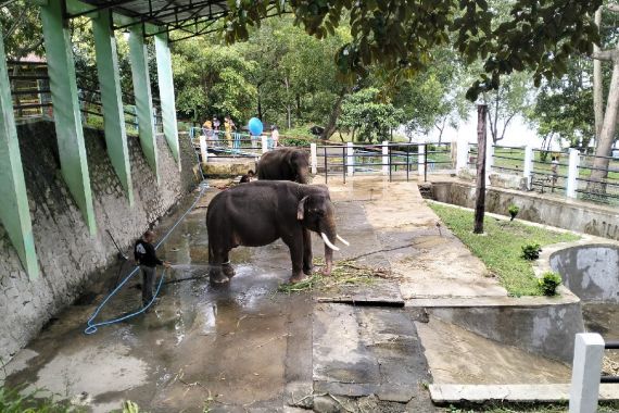 Begini jadinya Kalau 2 Gajah di Wonogiri Sedang Berahi - JPNN.COM