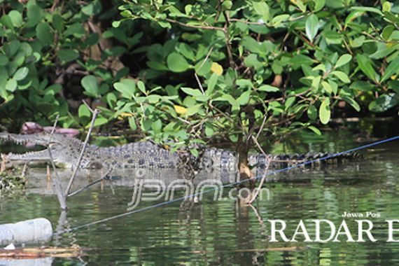 Hiii.... Dua Buaya Keluyuran di Sungai Belum Tertangkap - JPNN.COM