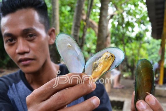 Jangan Konsumsi Olahan Kerang Hijau - JPNN.COM