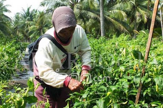 Harga Cabai Melambung, Petani Raup Untung - JPNN.COM