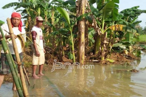 Sawah Terendam Banjir, Petani Lampura Gagal Panen - JPNN.COM