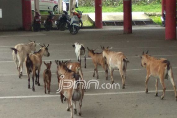 Terminal Mahal Kini Mirip Kandang Kambing - JPNN.COM