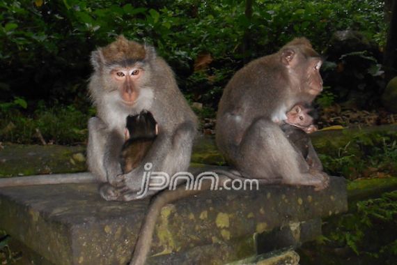 Belasan Monyet Liar Serang Balita - JPNN.COM