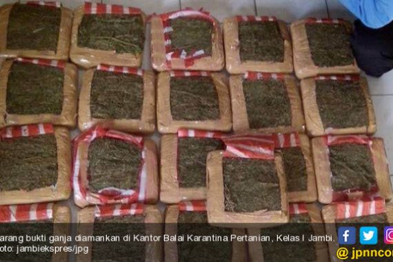 Balai Karantina Jambi Gagalkan Penyelundupan 26 Kg Ganja ke Bali dan Mojokerto - JPNN.COM