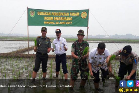 Panen Padi Lahan Tadah Hujan di Gunungkidul - JPNN.COM