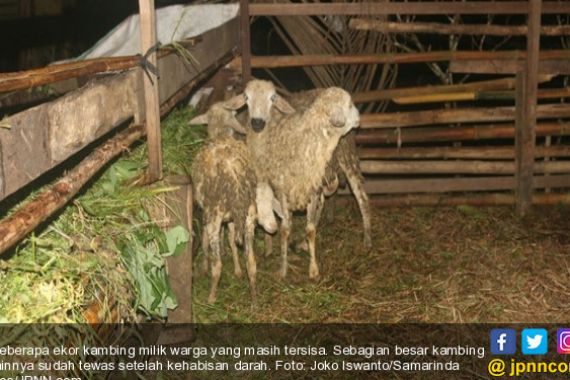 Dimangsa Ular? Kok Mata Dicongkel dan Lidahnya Dicabut? - JPNN.COM