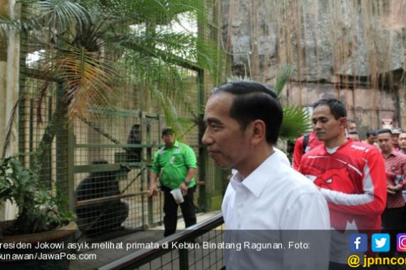 Gorila Ragunan Mendadak Jinak Dapat Makan dari Jokowi - JPNN.COM