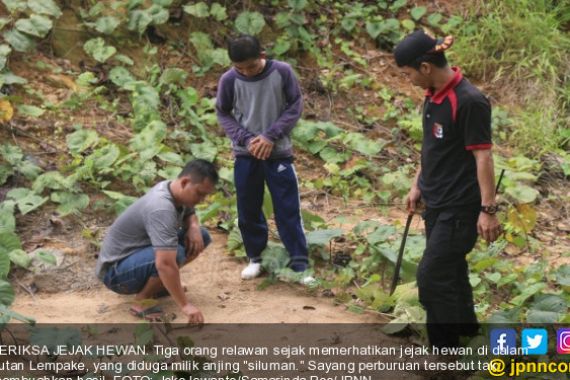 Seraaaammm.... Anjing Berkepala Manusia Masih Berkeliaran - JPNN.COM