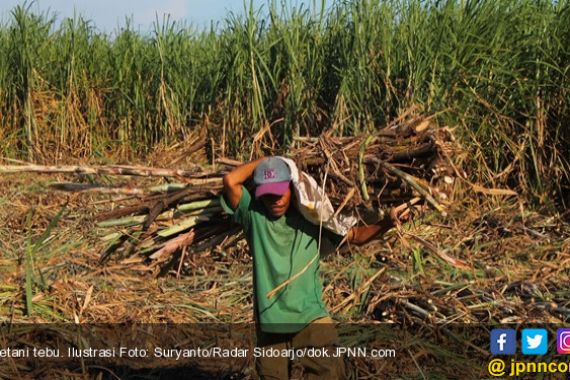 Lahan Tebu 15 Hektare Hangus, Petani Kecewa Berat - JPNN.COM