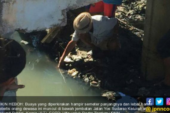 Hiii... Buaya Muncul di Kolong, Katanya Jelmaan Kembaran Anak - JPNN.COM