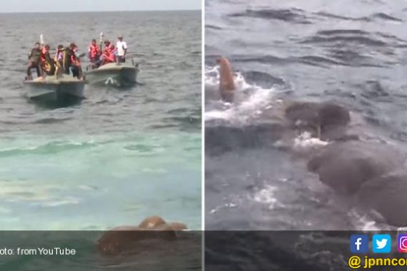 12 Jam Misi Ajaib Menyelamatkan Gajah Malang di Laut - JPNN.COM