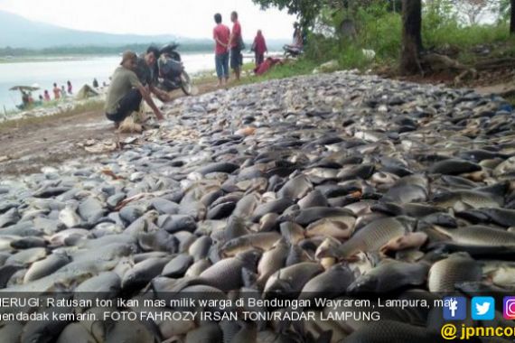 Ratusan Ton Ikan di Bendungan Wayrarem Mati Mendadak - JPNN.COM