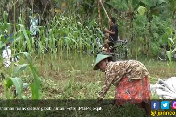 Ketika Kawanan Babi Hutan Menyerang, Hancur Sudah... - JPNN.COM