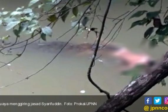 HEBOH! Video Viral Saat Buaya Giring Mayat Syarifuddin ke Pinggir Sungai - JPNN.COM