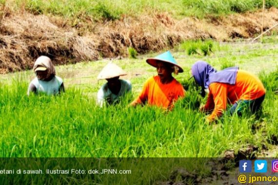 FAO: Jumlah Petani Terus Berkurang - JPNN.COM