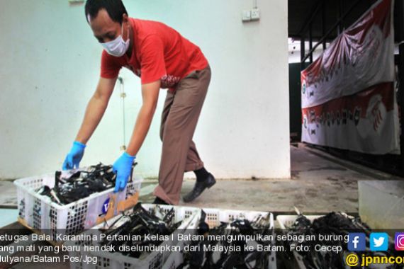 Burung Kacer Seludupan dari Malaysia Mati Satu Per Satu, Flu Burung? - JPNN.COM
