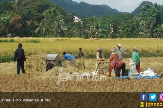 Harga Gabah Anjlok, Pemda Diminta Jangan Hanya Diam - JPNN.COM