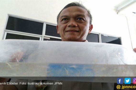 Polisi Gagalkan Penyeludupan Benih Lobster Senilai Rp 1,3 Miliar - JPNN.COM