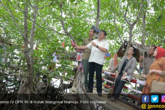 Hutan Mangrove Mamuju Terawat dengan Baik - JPNN.COM