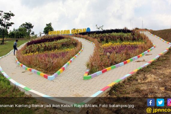 Kantong Semar dan Nibung Jadi Ikon Kebun Raya Batam - JPNN.COM