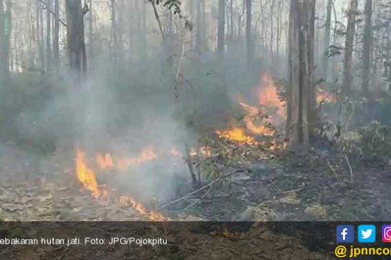 Gara-Gara Puntung Rokok, 18 Hektar Hutan Jati Terbakar - JPNN.COM