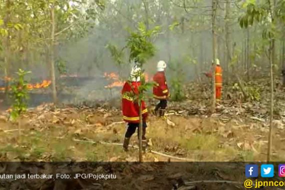 Kebakaran Hutan Jati Makin Meluas, Jadi 20 Hektar - JPNN.COM