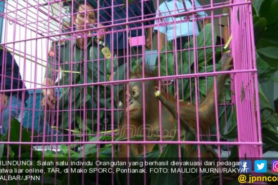 Orang Utan Kalimantan Dijual di Medsos Rp 3,5 Juta - JPNN.COM