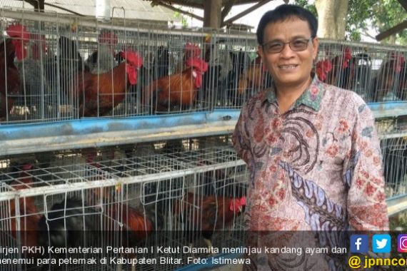 Penjelasan Kementan soal Penurunan Populasi Ayam Petelur di Blitar - JPNN.COM
