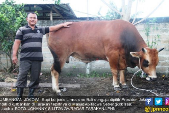Lihatlah, Sapi Sumbangan Pak Jokowi Gede Banget - JPNN.COM