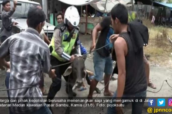 Lihat, Polisi Tangkap Sapi Kurban Lantaran Lukai Lima Warga di Medan - JPNN.COM