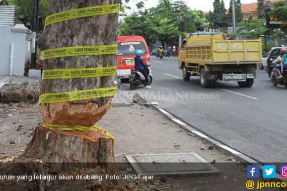 Ribuan Pohon Rawan Tumbang Bakal Ditertibkan - JPNN.COM