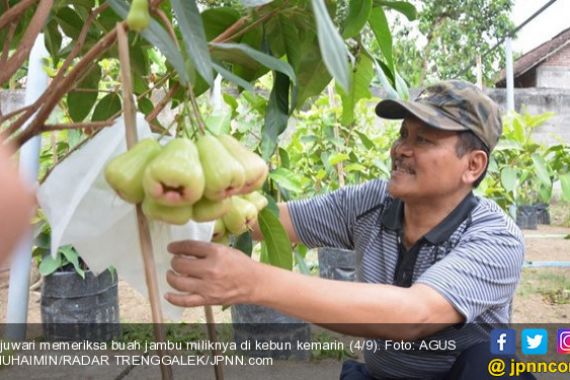 Pensiunan PNS Semangat Tanam Jambu Madu, Per Kilo Bisa Rp 30 Ribu - JPNN.COM