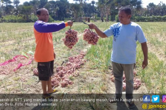 NTT Siap Ekspor Bawang Merah Organik ke Timor Leste - JPNN.COM