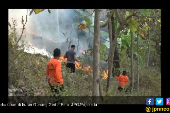 Hutan Gunung Gede Terbakar 10 Hektar - JPNN.COM