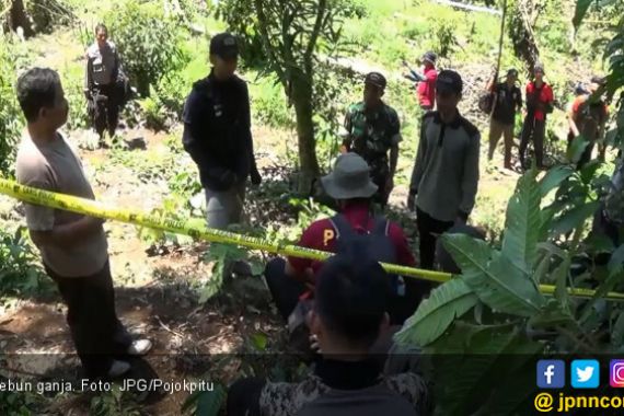 Polisi Temukan Ladang Ganja di Kaki Gunung Tanggamus - JPNN.COM