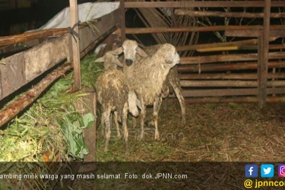 Pembunuh Puluhan Domba Milik Warga Terekam CCTV, Ternyata - JPNN.COM