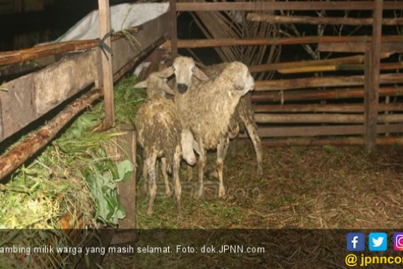 Kehabisan Ongkos, Muhtar dan Abdullah Curi Kambing - JPNN.COM