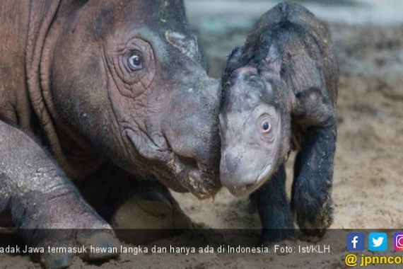  Hari Badak Sedunia, Lestarikan Hewan Langka Indonesia - JPNN.COM