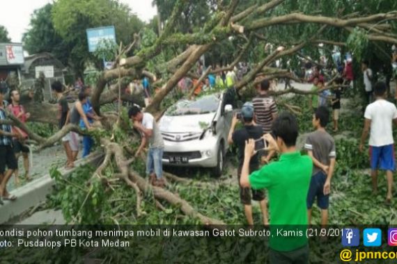 Gubrak! Mobil Tertimpa Pohon Tumbang, Bocah 8 Tahun Selamat - JPNN.COM