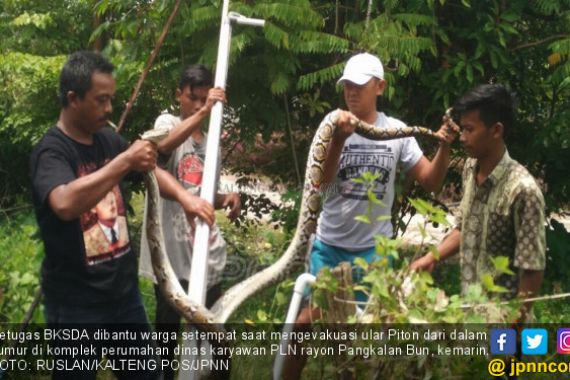 Pawang Ular Menyerah Hadapi Piton 2,5 Meter - JPNN.COM