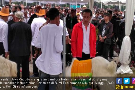 Presiden Jokowi Diam-diam Belajar jadi Peternak - JPNN.COM