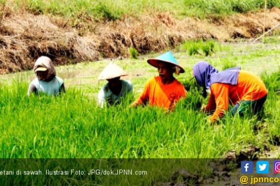 Asuransi Pertanian Terbukti Menyelamatkan Petani - JPNN.COM