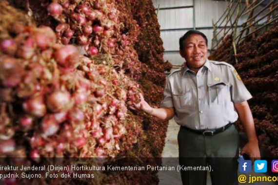 Harga Bawang Merah di Enrekang Rp 12 Ribu - JPNN.COM